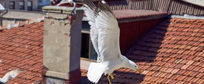 Residential Chimney Animal Removal Solution in Bradenton, FL
