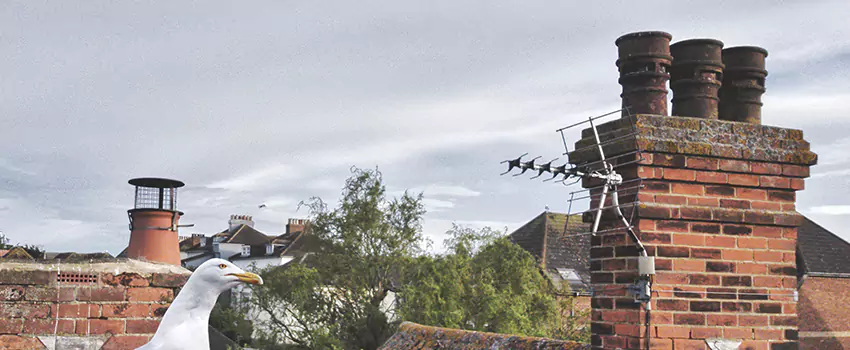 Chimney Cleaning And Restoration in Bradenton, Florida